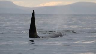 The dorsal fin of an orca.