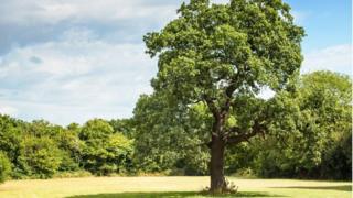 Oak
