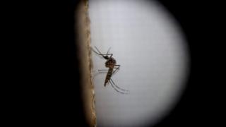 A view in a macro lens of Aedes aegypti mosquito, at the epidemiology department of Guatemala city, Guatemala,01 February 2016.