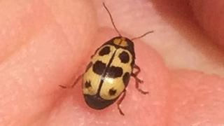 Ten Spotted beetle