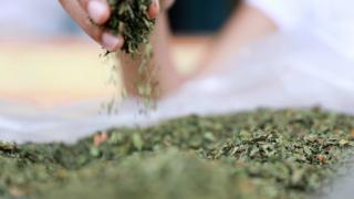 kratom