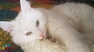 Kitten Milly recovering at home