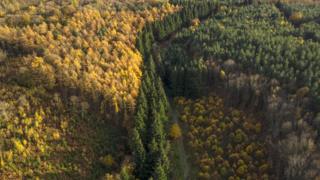 Trees in Sevenoaks