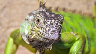 Una iguana