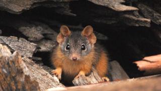 Un antechinus de cola negra