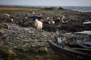 environment Sheep on North Ronaldsay foreshore