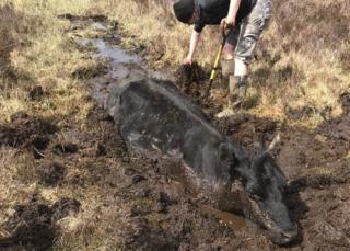 Cow stuck in bog