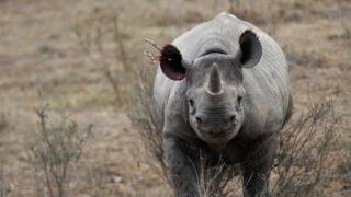 Les cornes de ces pachydermes sont transformées en perles, en bracelets ou en poudre pour passer les frontières sans être saisies.