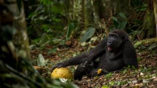 Daniël Nelson WPY fotoğrafı