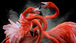 Flamencos