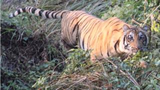 चितवन राष्ट्रिय निकुञ्जमा सन् २०१६ ज्यानअरीमा देखिएको बाघ
