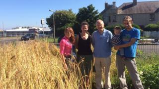 Wheat in Granton Pic: Morag Kinniburgh