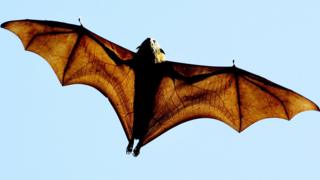 Pteropus poliocephalus, Avustralya'ya özgü Uçan Tilki yarasası