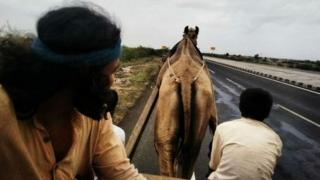 Akram Feroze travels by camel as part of his mission to travel along India's border