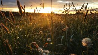 Field in Charlton near Otmoor