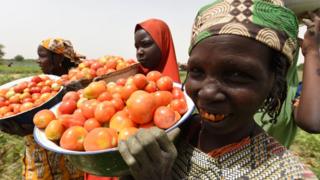 Àwọn obinrin kan n ṣafihan tomati, erè oko wọn