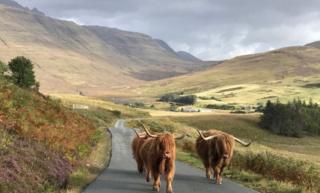 Highland cows