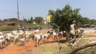 Fulani makiyaya