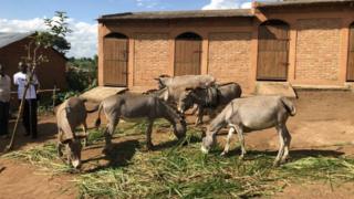 burund, france, ânes, colère, diplomatie, bujumbura, paris