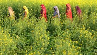 Women in field in Uttar Pradesh