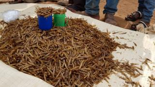 Pile of grasshoppers