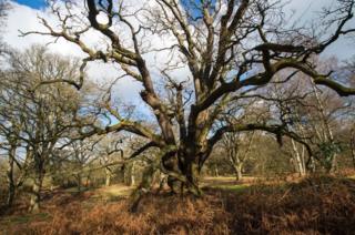 Oak at Blenheim