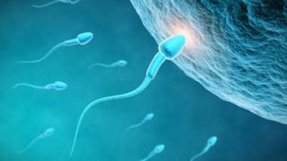 Сперма движется к яйцеклетке