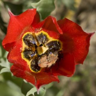 Un aberrojo busca polen en una amapola oriental (Papaver orientale)