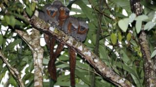 Zogue Zogue Rabo de Fogo. Researchers have discovered 381 new animals and plants species in the Amazonas announced the World Wildlife Fund on 30 August, 2017. The report by the WWF and Brazil's Mamiraua Institute, listed included previously unknown plants, fish, amphibians, reptiles, a bird and 20 mammals. The WWF warned that the new discoveries were in areas threatened by human