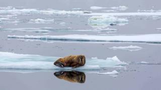 Climate Change: China Aims For 'carbon Neutrality By 2060' - BBC News