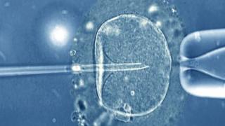 A human egg injected with sperm