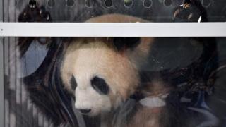 A panda in a transport box during a press conference at Schoenefeld airport near Berlin after the arrival of two pandas from China, 24 June 2017