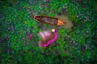 A picture of a woman harvesting water lilies in a pond in the Mekong Delta in Vietnam