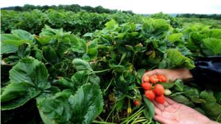 Strawberry farm in Northumberland