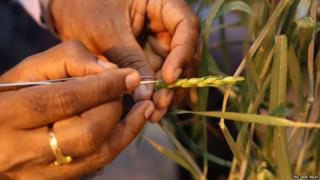 Предварительная селекция пшеницы от The Crop Trust