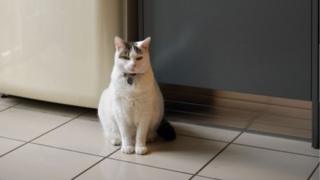 A fat cat