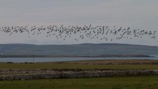 geese flying