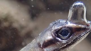 These anole lizards blow bubbles to breathe underwater - BBC Newsround