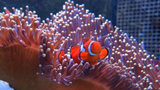 A clownfish emerges from anemone