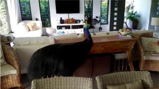 Peanut the cassowary surveys Sue and Peter Leach's living room in northern Queensland