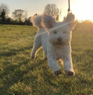 A dog running on grass