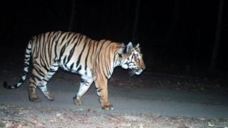 বাঘটি ভারতের দুটো রাজ্যের ভেতরে চলাফেরা করেছে।