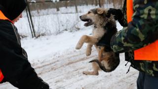 Отлов собак