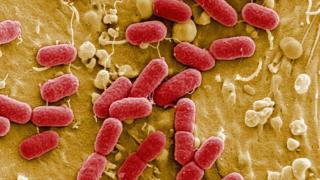 Bacterias