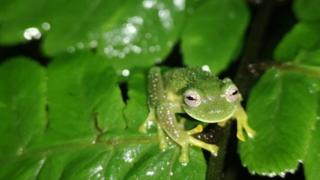 One of three "glass frogs" found by researchers sits on a leaf