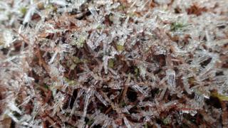 Frozen ants nest