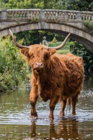 Highland cow at Pollok Park