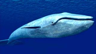 Blue Whale