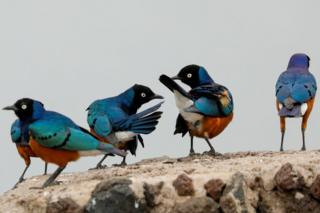 Starlings are seen in the Amboseli National Park, Kenya. Their feathers are a combination of bright blue, purple, black, white and brown.