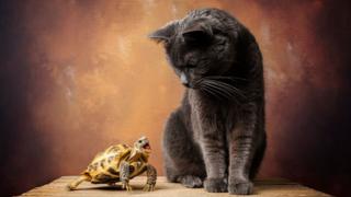 A cat and a tortoise.
